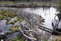 Tour al Parque Nacional Tierra del Fuego en Ushuaia. Castores