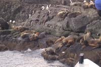 Isla de lobos, canal de Beagle