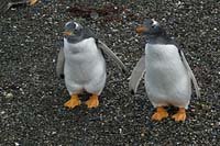 Ushuaia - Pinguinera