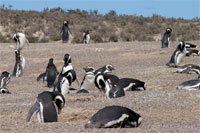 punta tombo